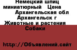 Немецкий шпиц миниатюрный › Цена ­ 50 000 - Архангельская обл., Архангельск г. Животные и растения » Собаки   
